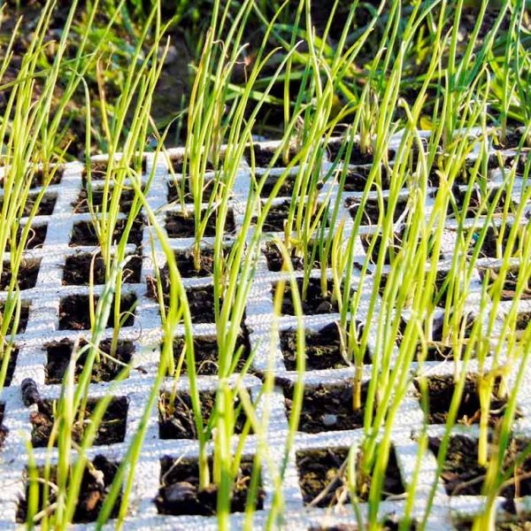 Bandejas para Mudas em EPS -  (Isopor) - Isofort - Imagem 2